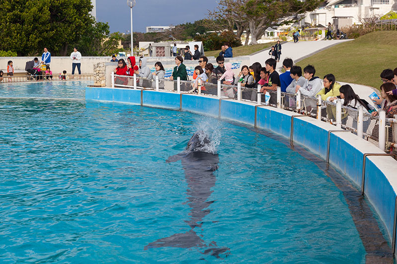 Auch bekannt als Unechter oder Schwarzer Schwertwal