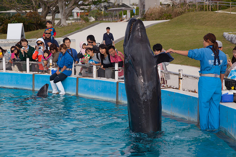 Er ähnelt dem Orca in Form und Proportionen, ist aber einfarbig schwarz und deutlich kleiner