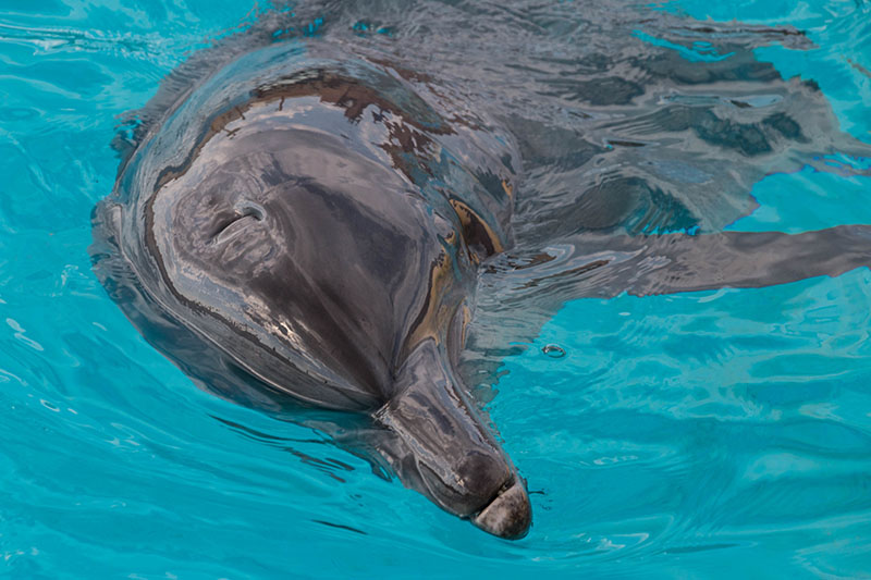 ... eines Flaschennasendelfins [tursiops truncatus] (Großer Tümmler)