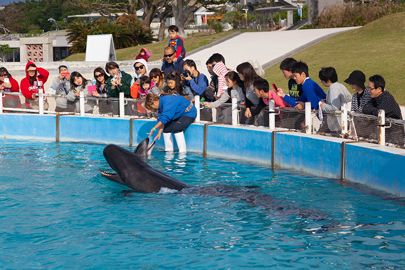 Und hier nochmal exklusiv der Unechte Schwertwal ...