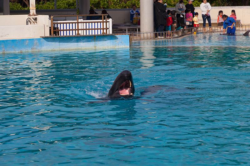 ... mit offenem Maul ...