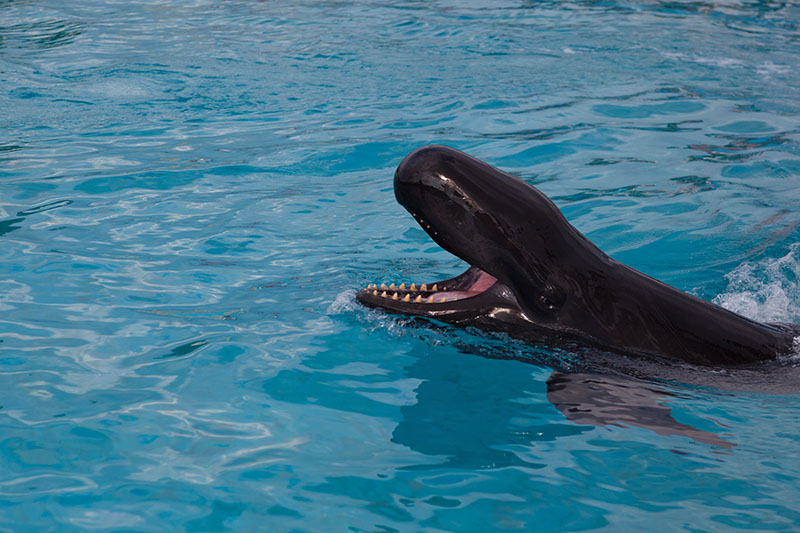 ... zeigt er seine spitzen Zähne