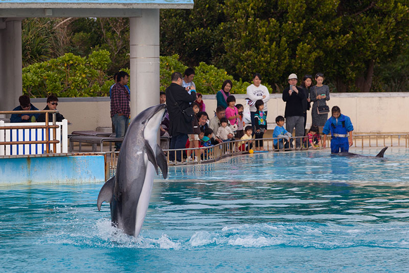 Als Abschluss ein (vermutlich) Weißstreifendelfin [Lagenorhynchus obliquidens]