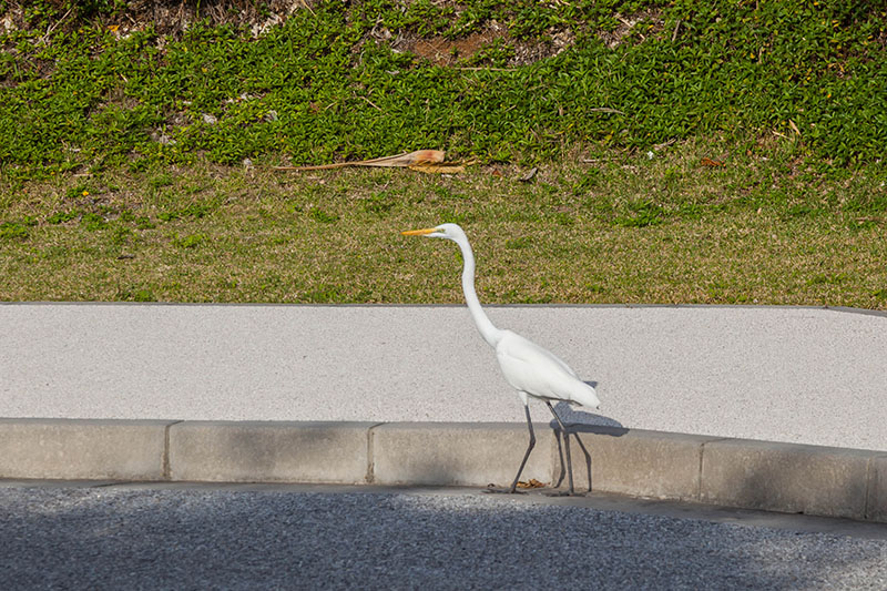 Ein Silberreiher [Ardea alba] gibt sich die Ehre
