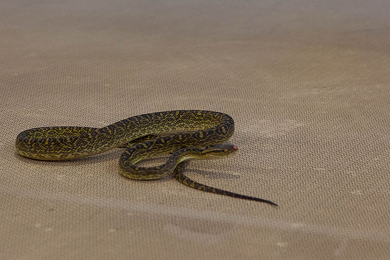 Die giftige Habu-Schlange ist auf Okinawa sehr verbreitet