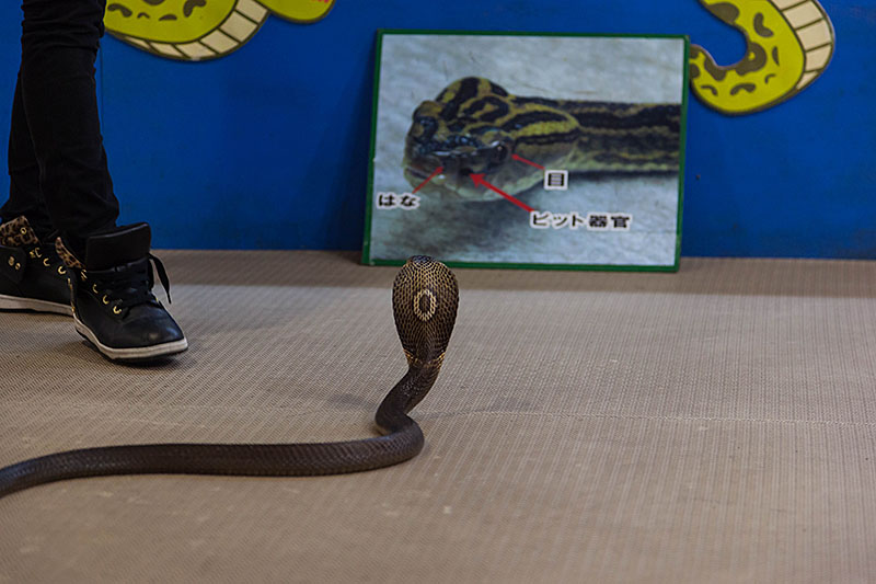 Und hier eine Kobra ...