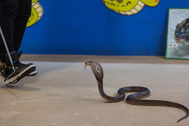 ... mit aufgespreitztem Nackenschild