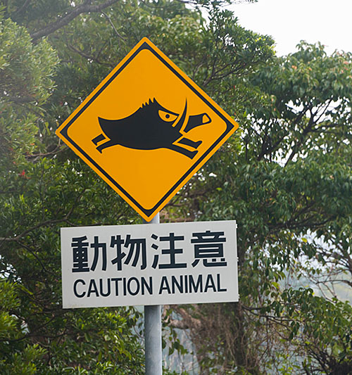 Die Wildschweine sehen hier etwas anders aus ;-)