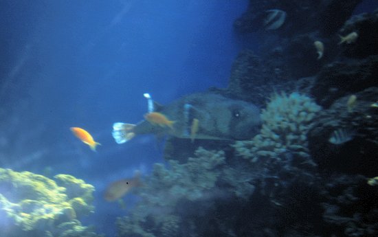 Ausblicke unter Wasser
