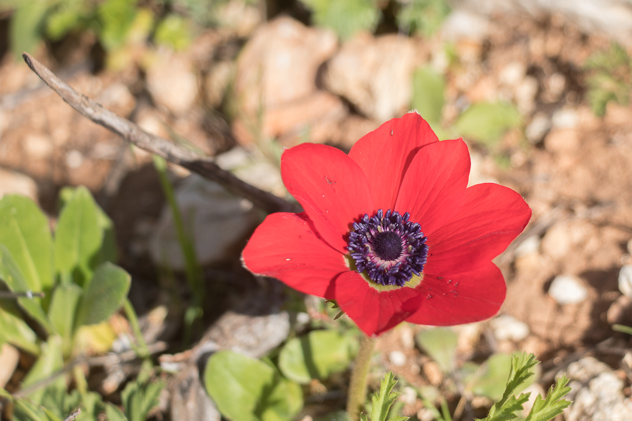 Überall stehen rote Blüten 