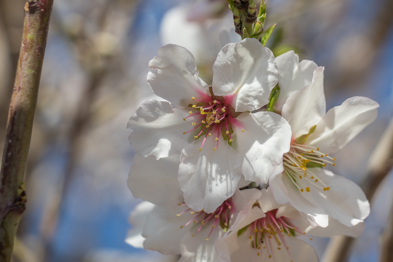 Ich glaube, das sind Apfelblüten 