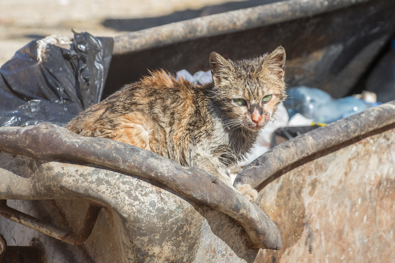 Katzen findet man (leider) meist in Mülleimern :-( 