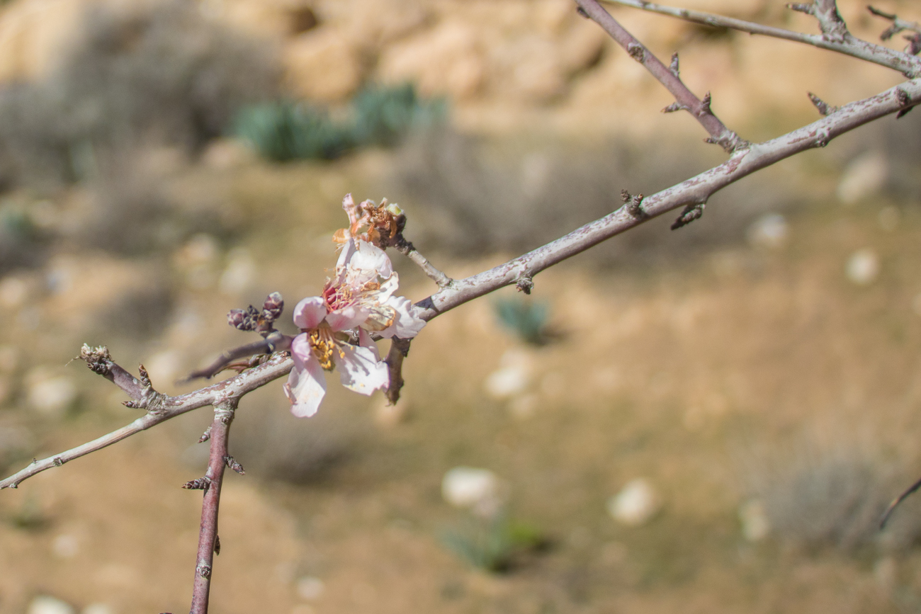 Mandelblüte