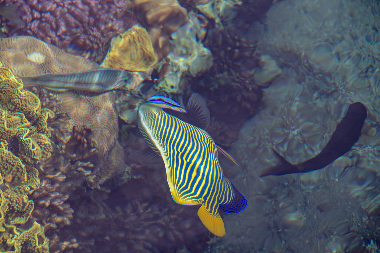 ... kann man die bunten Fische im Wasser beobachten ... 