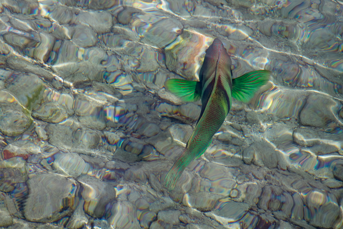 Von einem Steg am Strand aus beobachtet 