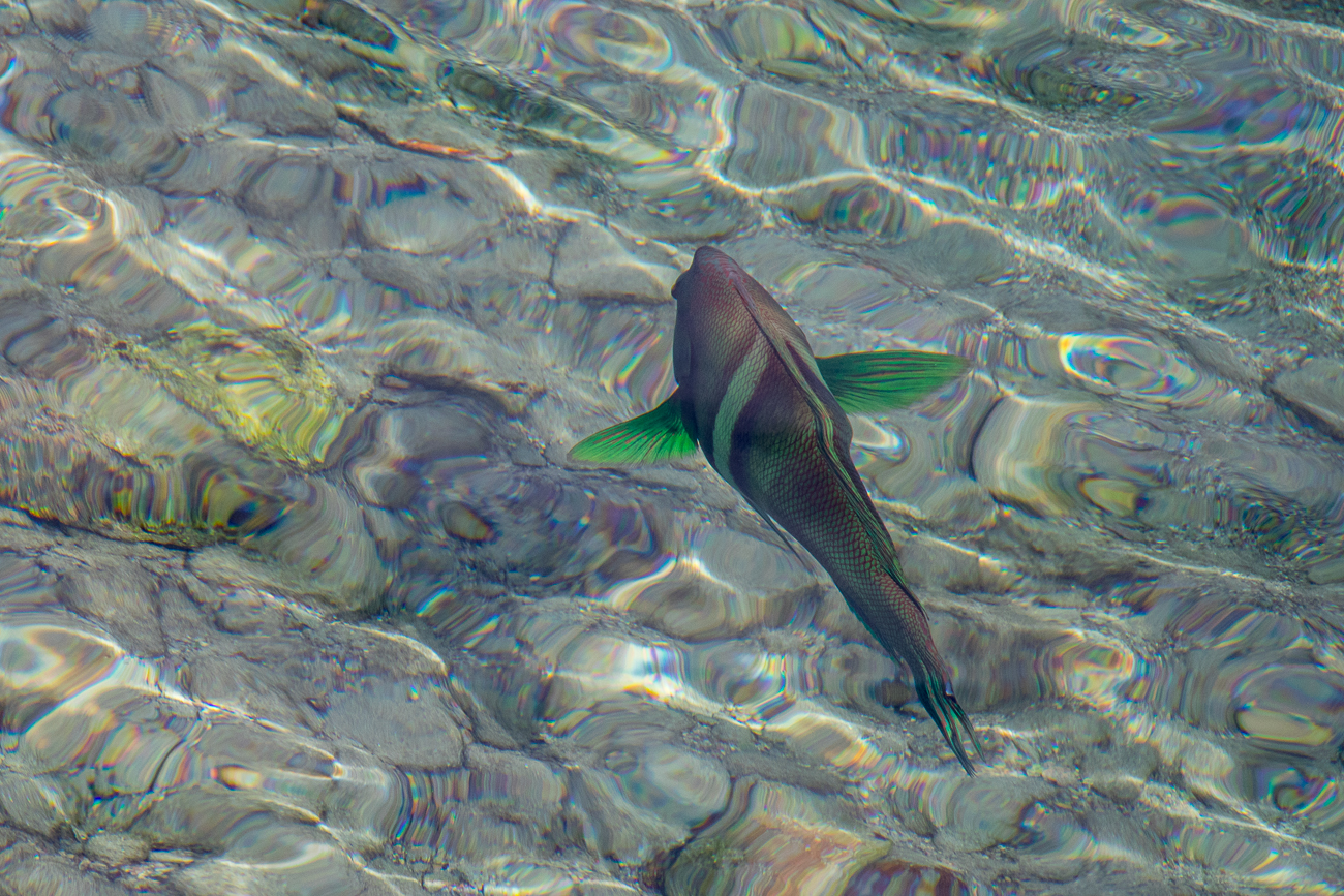 Von einem Steg am Strand aus beobachtet 