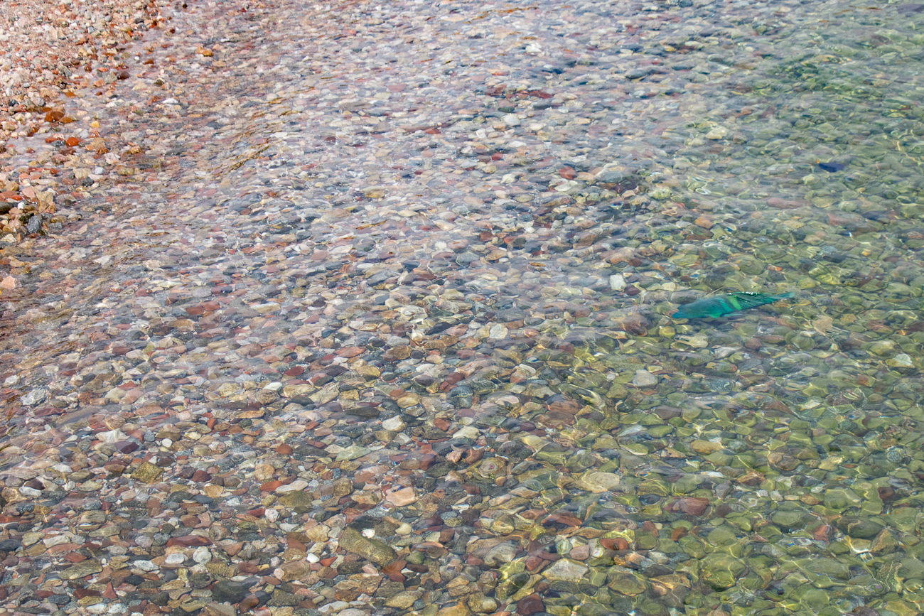 Hier sieht man, wie nahe die Fische dem Ufer kommen 
