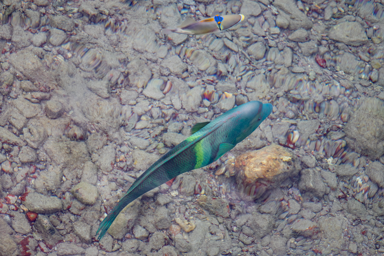 Von einem Steg am Strand aus beobachtet 