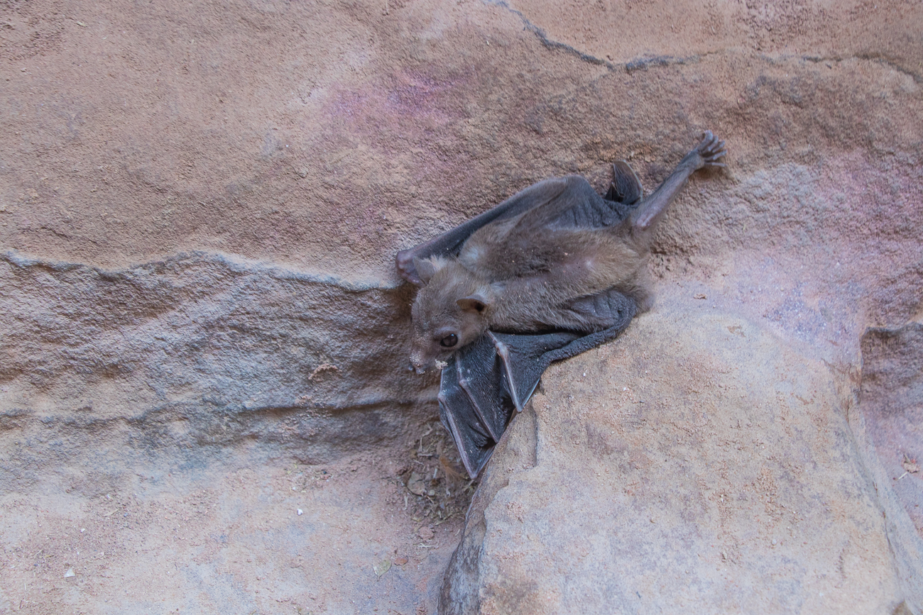 Eine müde Fledermaus, die wir etwas weiter nach oben in Sicherheit legen 