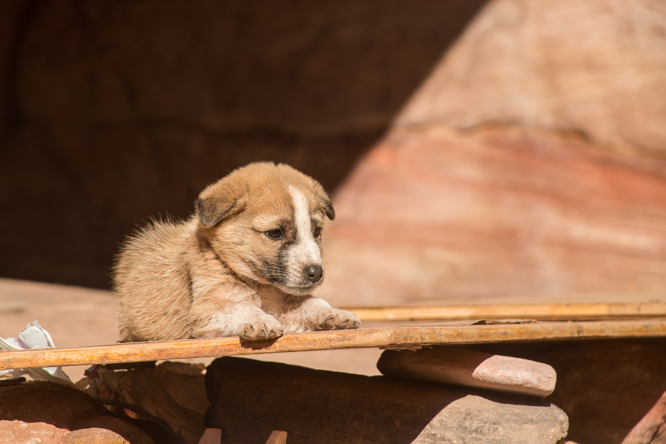 Momentan ist kleine-Hunde-Zeit ;-) 