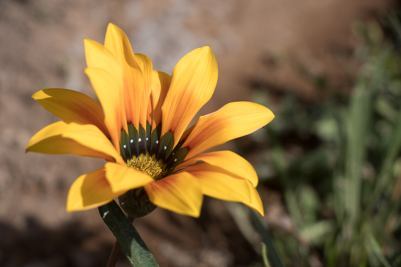 Schöne Blume vor dem Tor 