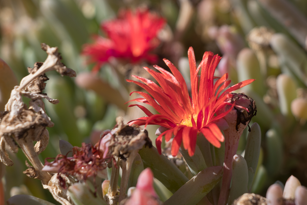 Schöne Blume vor dem Tor 