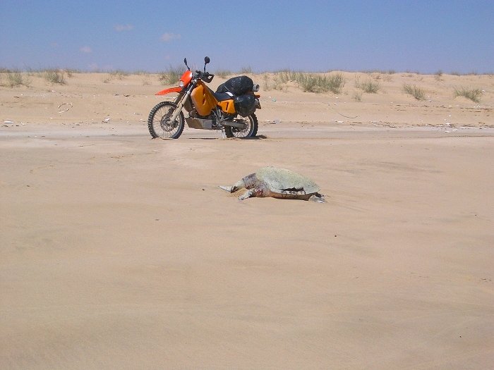 Wieder mal eine Schildkröte(Foto: Gerd)