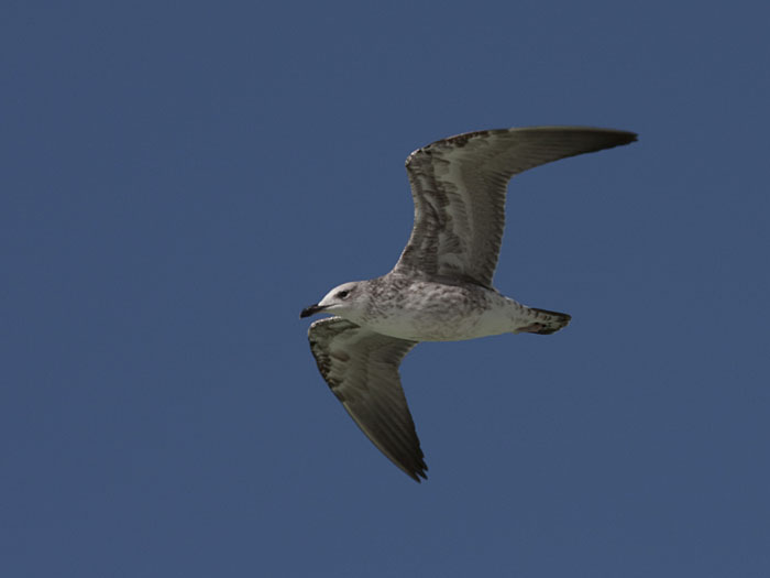 Möwe