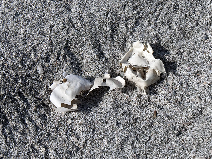 Alte Schildkröteneier
