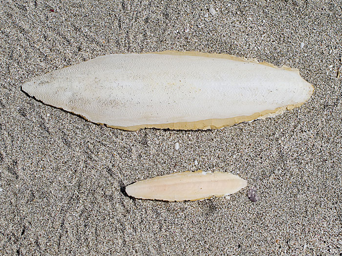 Unten das aus den heimischen Vogelkäfigen bekannte Tintenfisch-Skelett, oben die hier übliche Größe der Sepien
