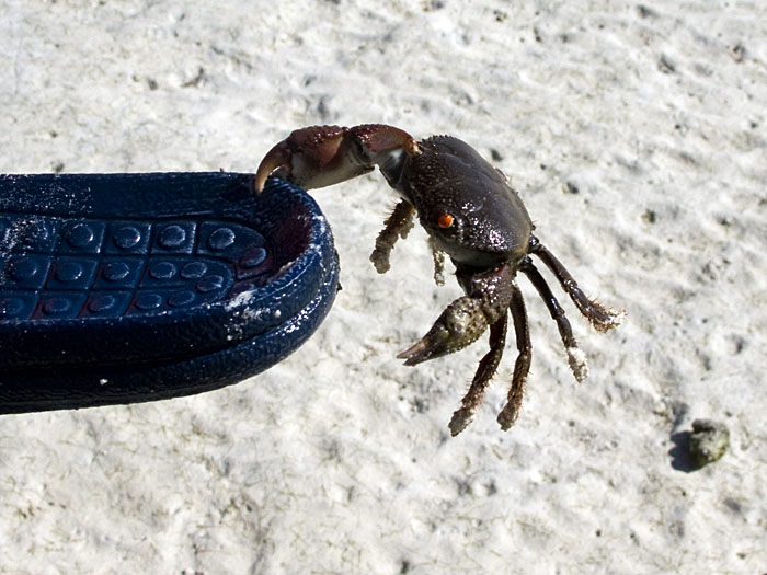 Kräftiges Kerlchen