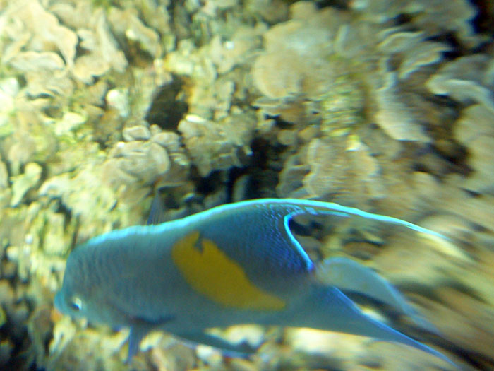 Von den blau-gelben Fischen ...