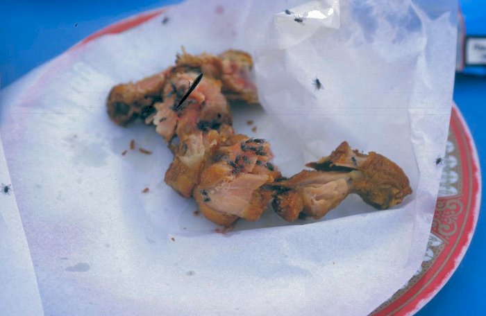 Fliegen fallen ber uns und unser Essen her