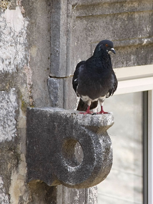 Auf der Mauer