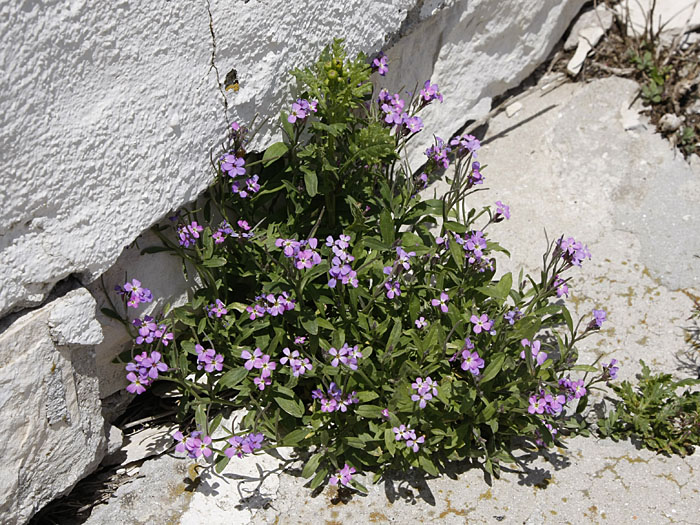 ... für Blumen aller Art