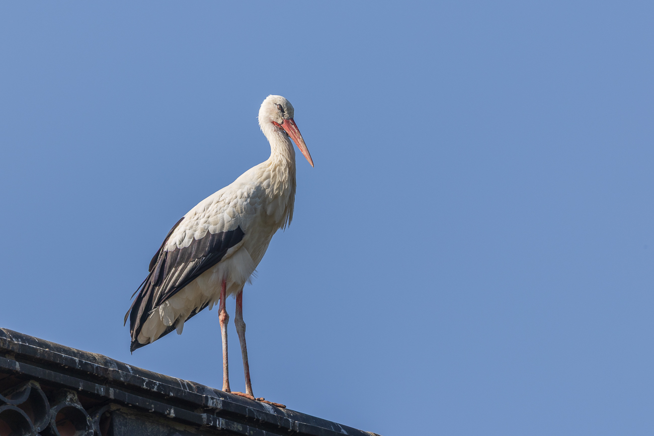 Weißstorch
