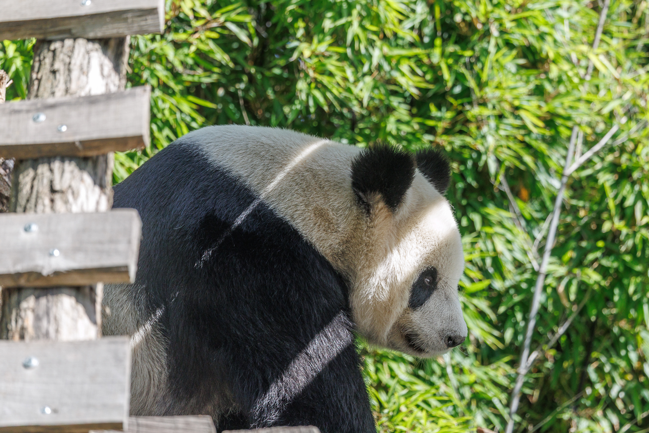 Dieser Panda war leider nur kurz zu sehen, dann hat er sich (verständlicherweise) in den Schatten verdrückt