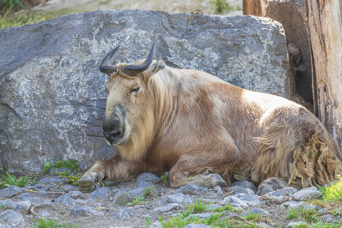 Sichuan-Takin [Budorcas tibetana]