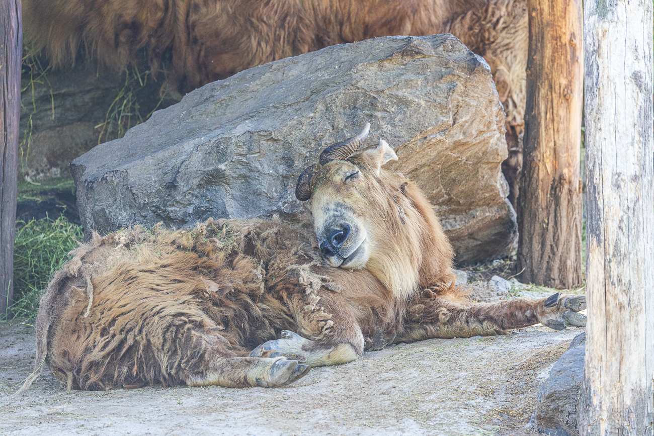 Sichuan-Takin [Budorcas tibetana]