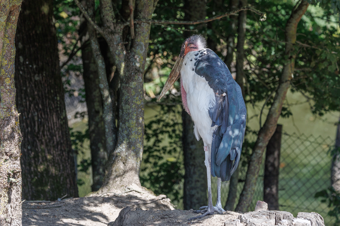 Marabu