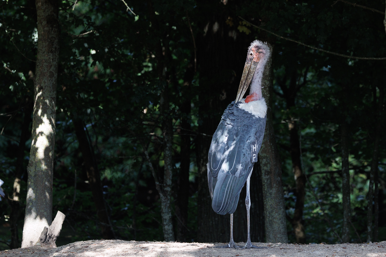 Marabu