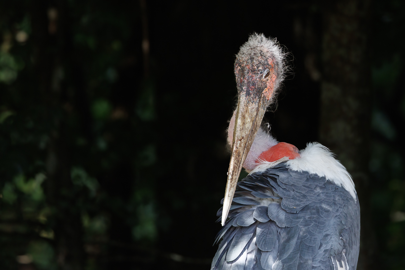 Marabu