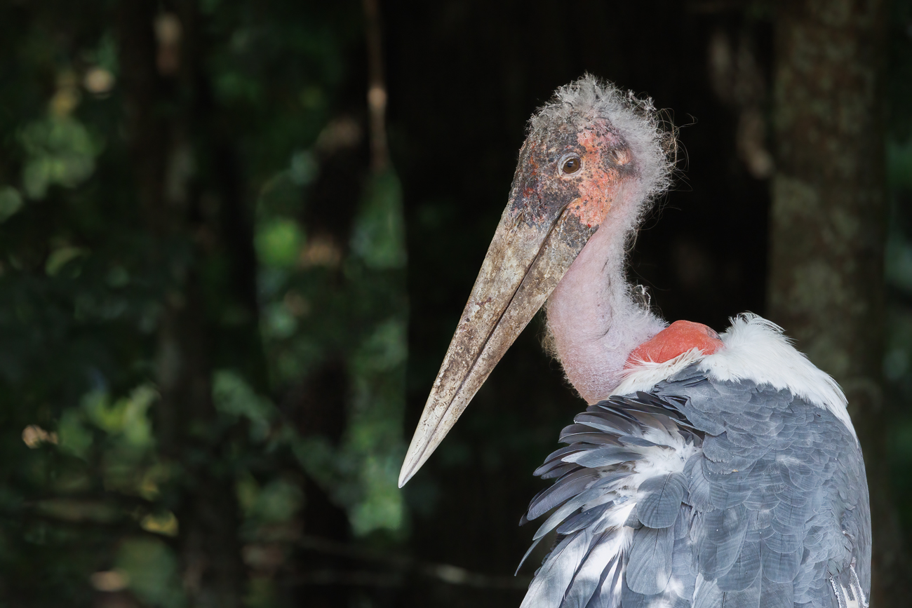 Marabu