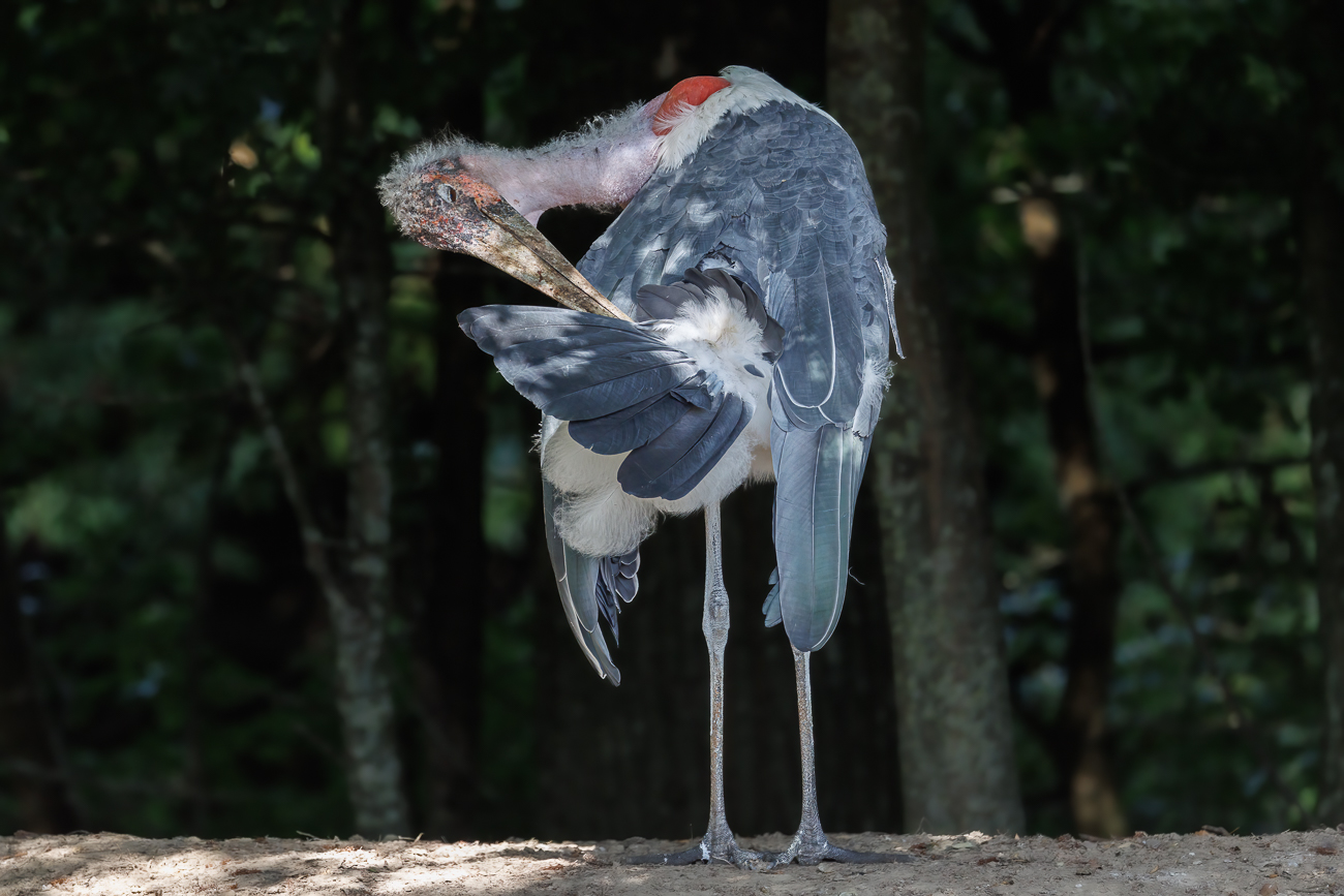 Marabu