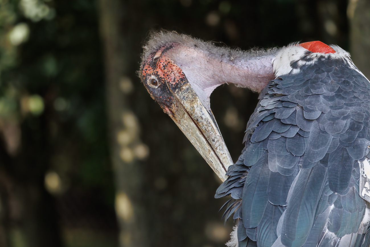 Marabu