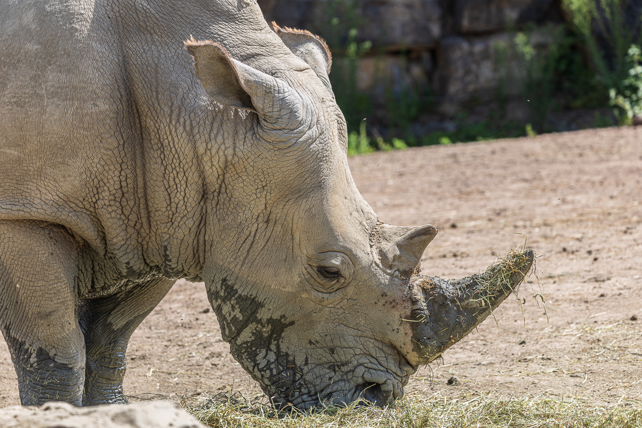 Nashorn