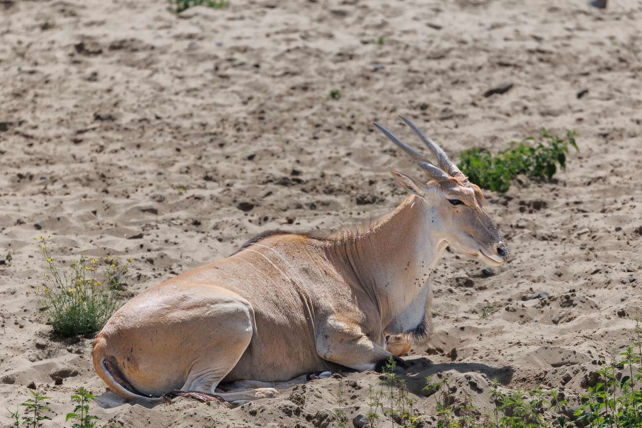 Tragelaphus (Antilopenart)