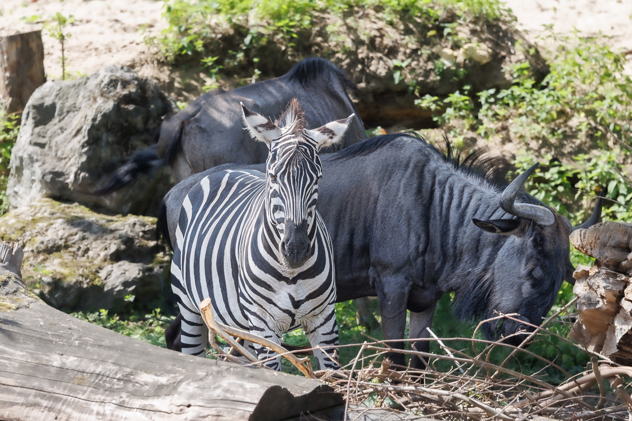 Zebra und Gnus
