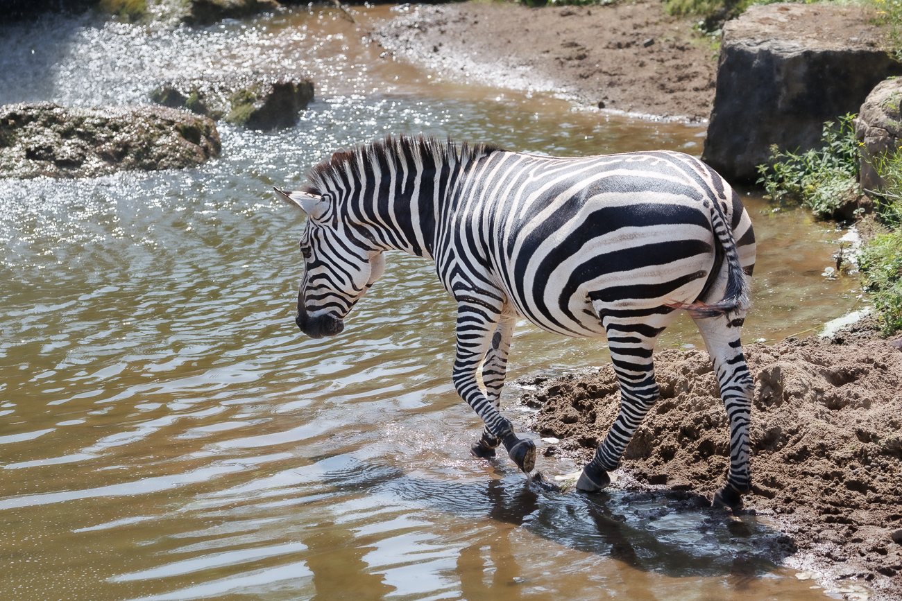 Zebra