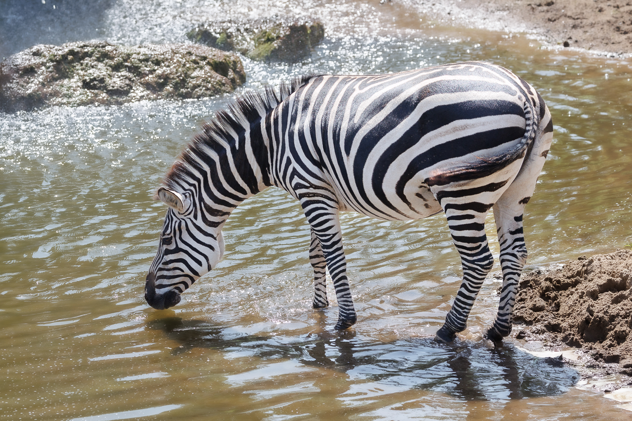 Zebra